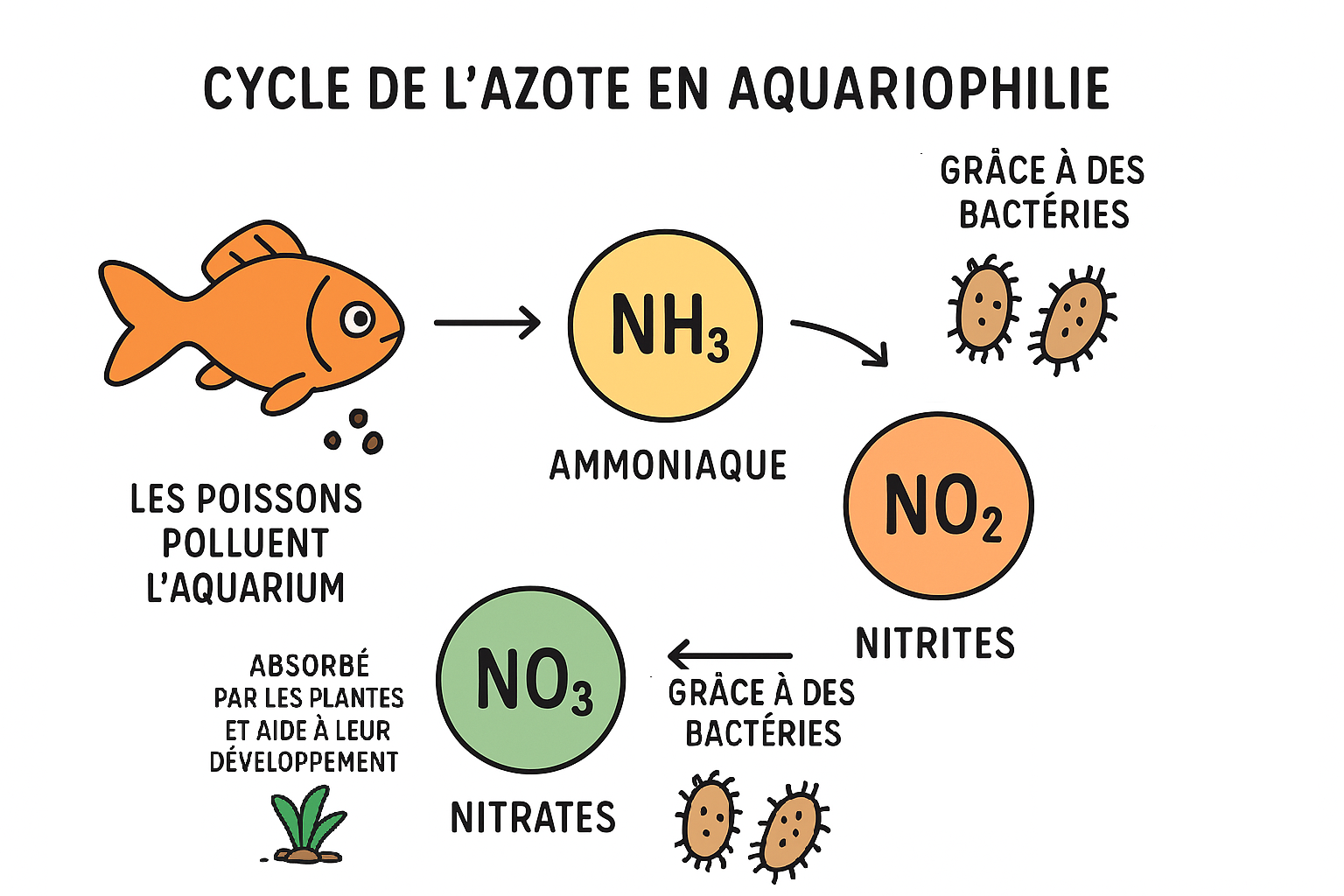 Schèma cycle de l'azote